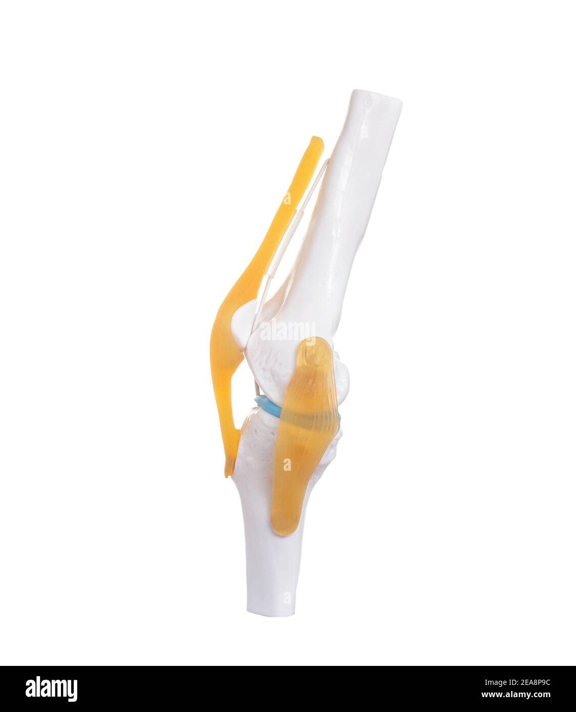 Kniegelenk Modell auf weißem Hintergrund, isolieren. Behandlungskonzept für Erkrankungen des Bandapparats des Knies Stockfoto