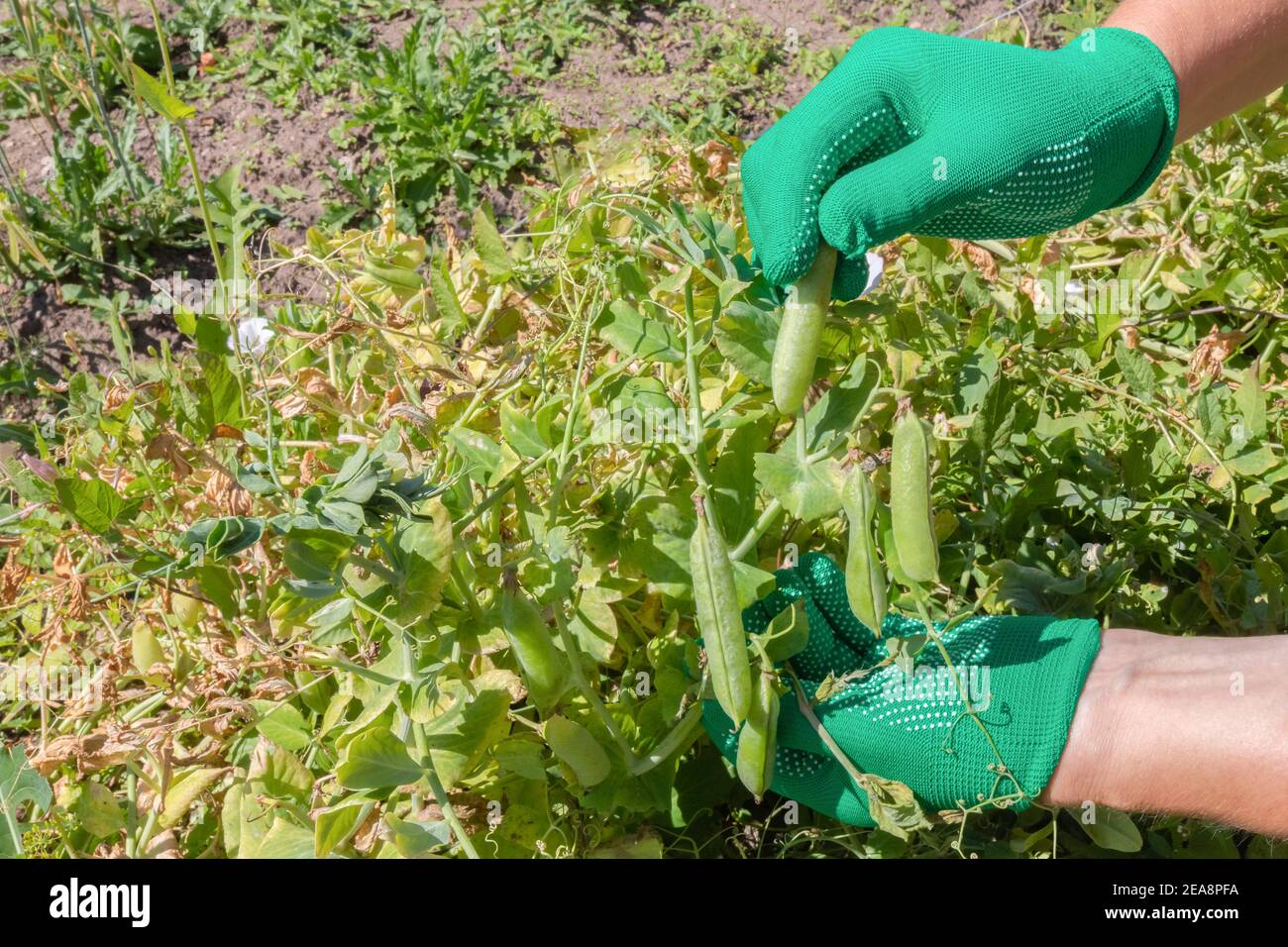 Frau pflückt Erbsen. Weibliche Hände in Handschuhen ernten grüne frische reife Bio-Erbsen im Garten. Vegan vegetarisch hausgemachte Lebensmittelproduktion. Stockfoto