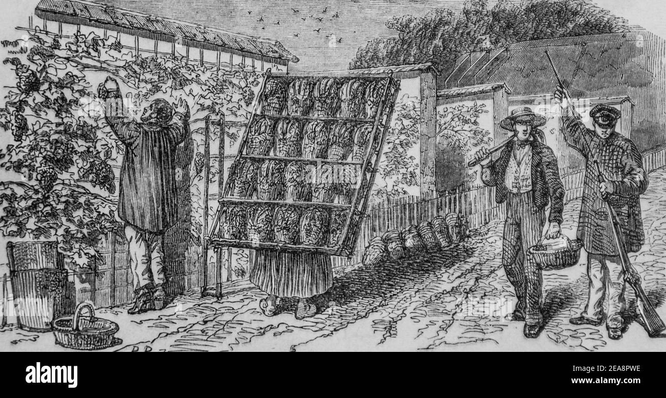 Mode pour la recolte du chasselas, tableau de paris par edmond texier, Herausgeber paulin et le chevalier 1852 Stockfoto
