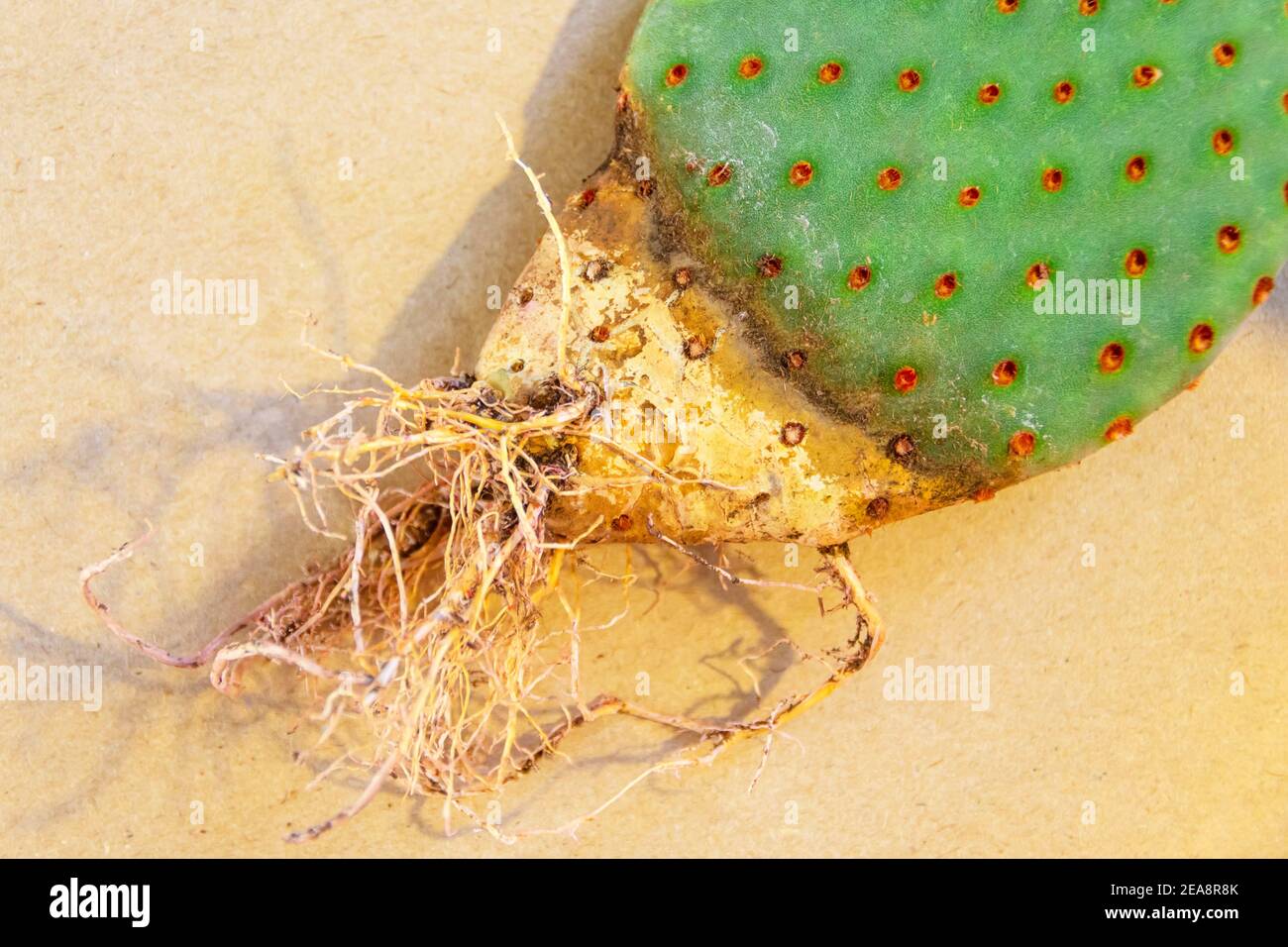 Opuntia Kaktus mit Punkten Wurzeln Nahaufnahme Stockfotografie - Alamy