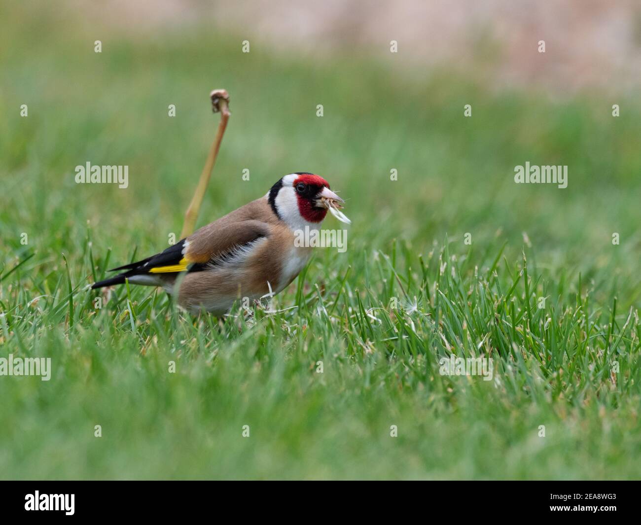 Goldfink, der Löwenzahn frisst Stockfoto