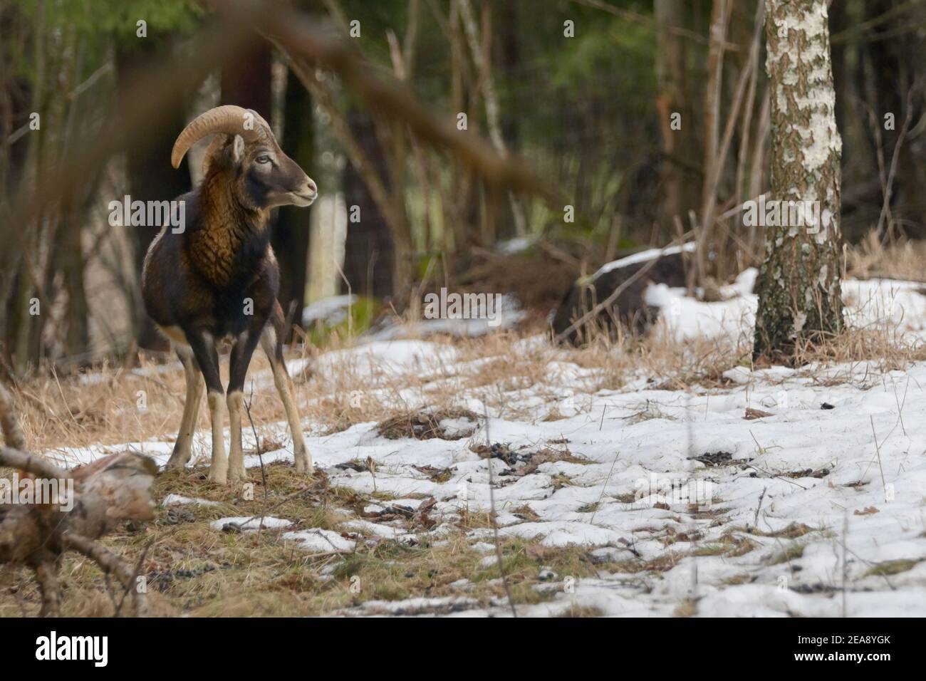 Europäischer Mufflon Ovis Ammon Musimon im Winter Stockfoto