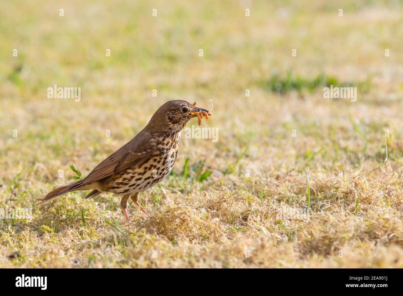 Song Thrush [ Turdus philomelos ] Fütterung auf Rasen mit Schnabel voller Mehlwürmer Stockfoto