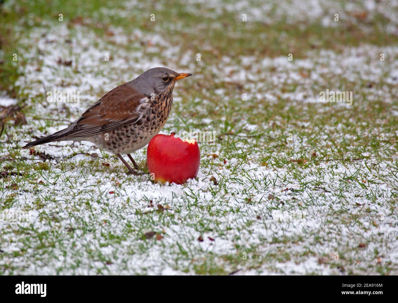 Edinburgh, Schottland, Großbritannien. A Fieldfare genießt einen leckeren Apfel auf schneebedecktem Gras liegen. Die Fieldfare (Turdus pilaris) ist ein wandernder Vertreter der Sohlfamilie. Stockfoto