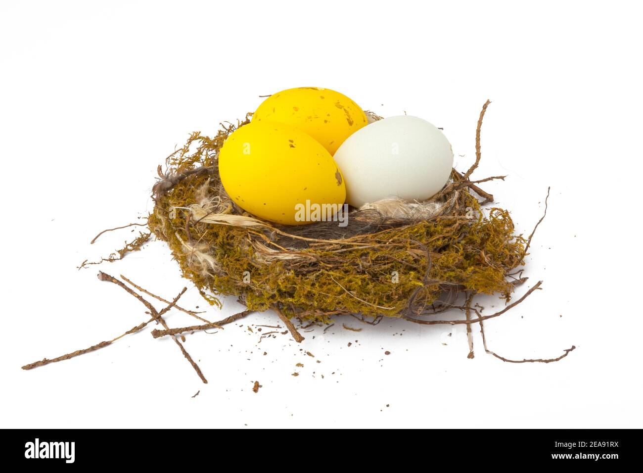 Eier in einem Nest Stockfoto