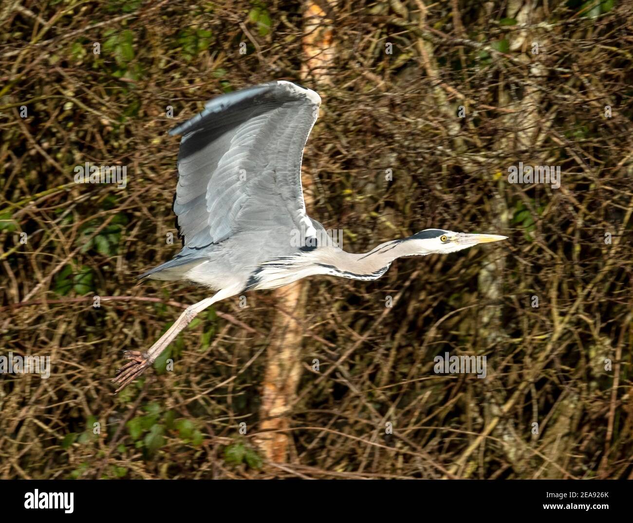 Graureiher (ardea cinerea) im Flug über den Fluss Almond, West Lothian, Schottland. Stockfoto