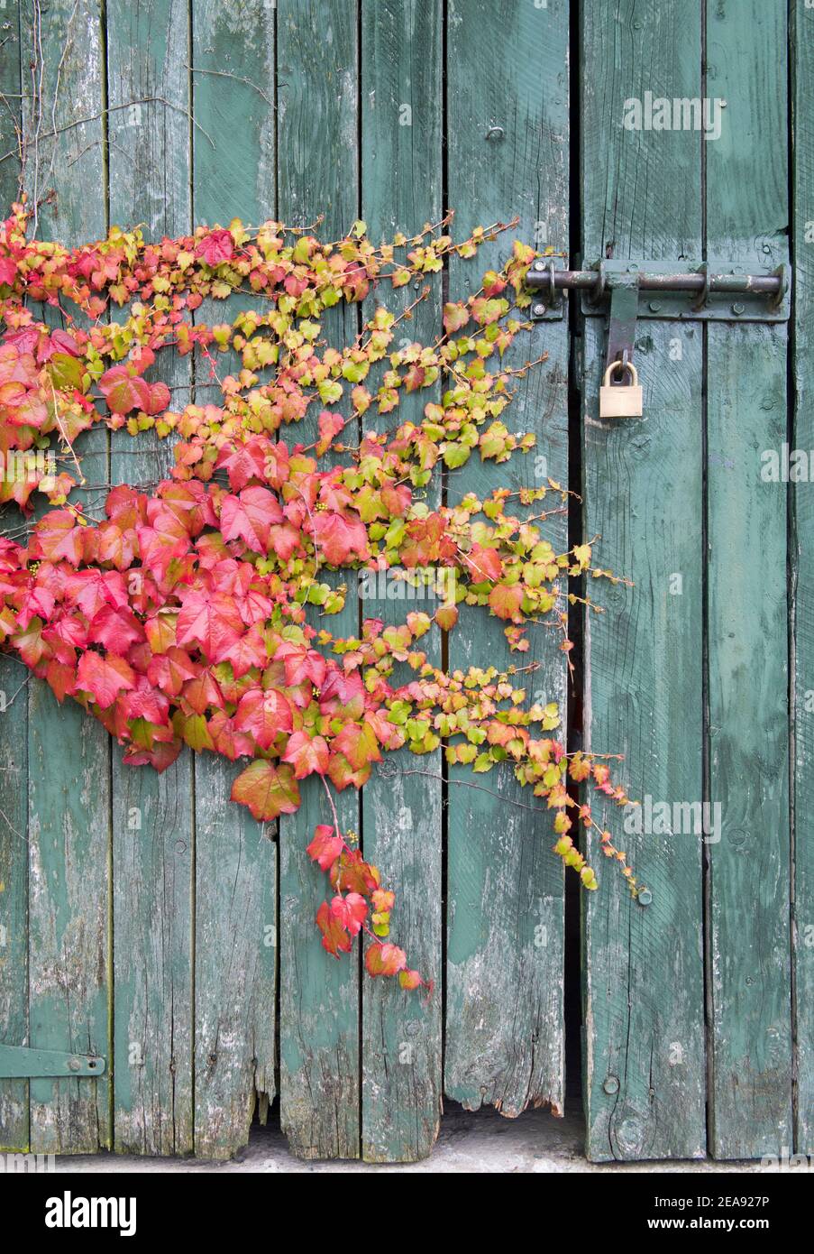 An einer Wand wächst eine bunte Rebe. Stockfoto