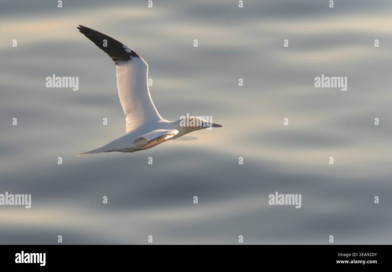 Eine nördliche Gannette im Flug, tief über dem Atlantischen Ozean. Stockfoto