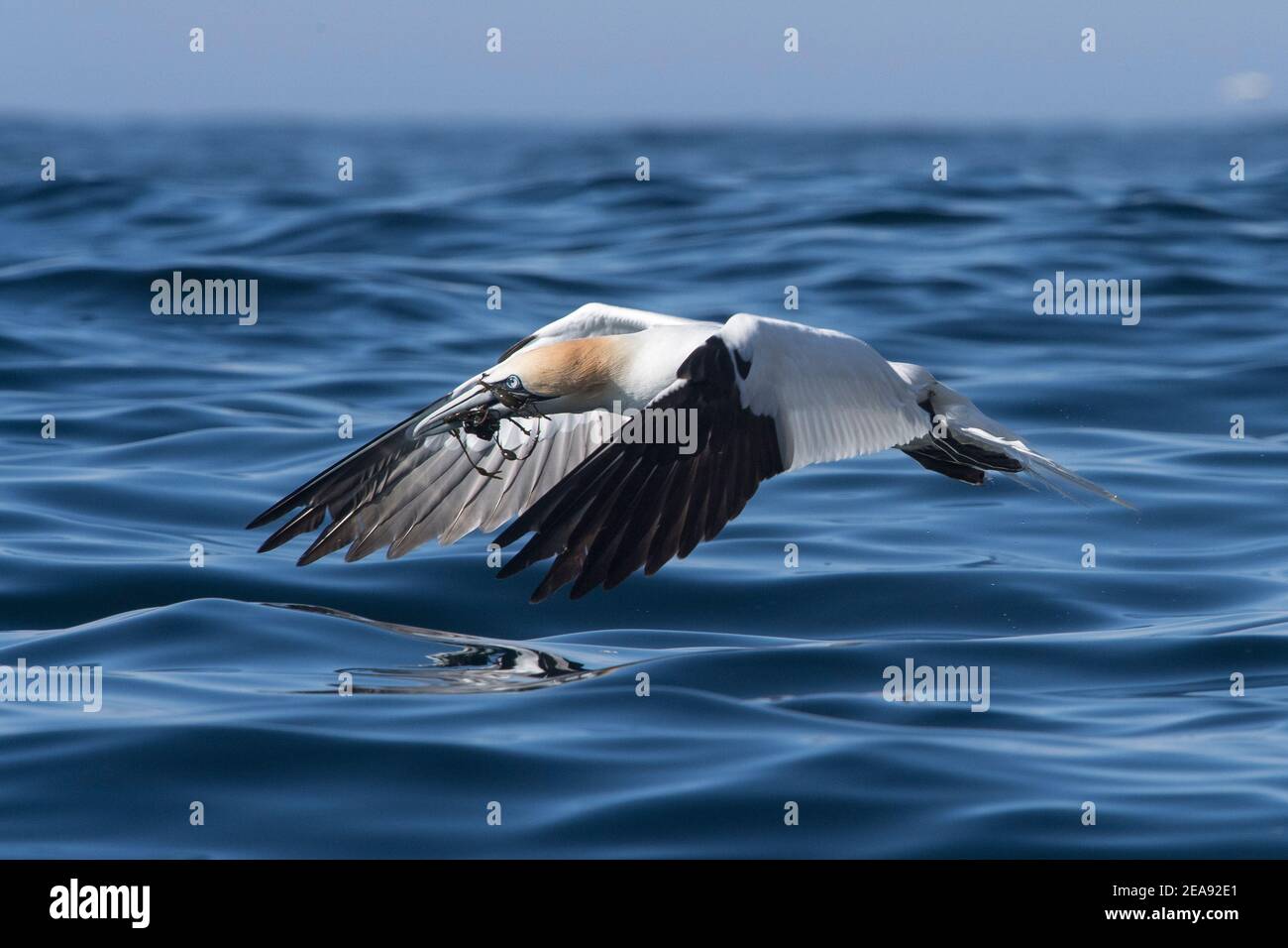 Eine Nördliche Gannette nimmt Flug mit Seetang in seinem Schnabel aus dem Ozean nach der Nahrungssuche für Nistmaterial. Stockfoto