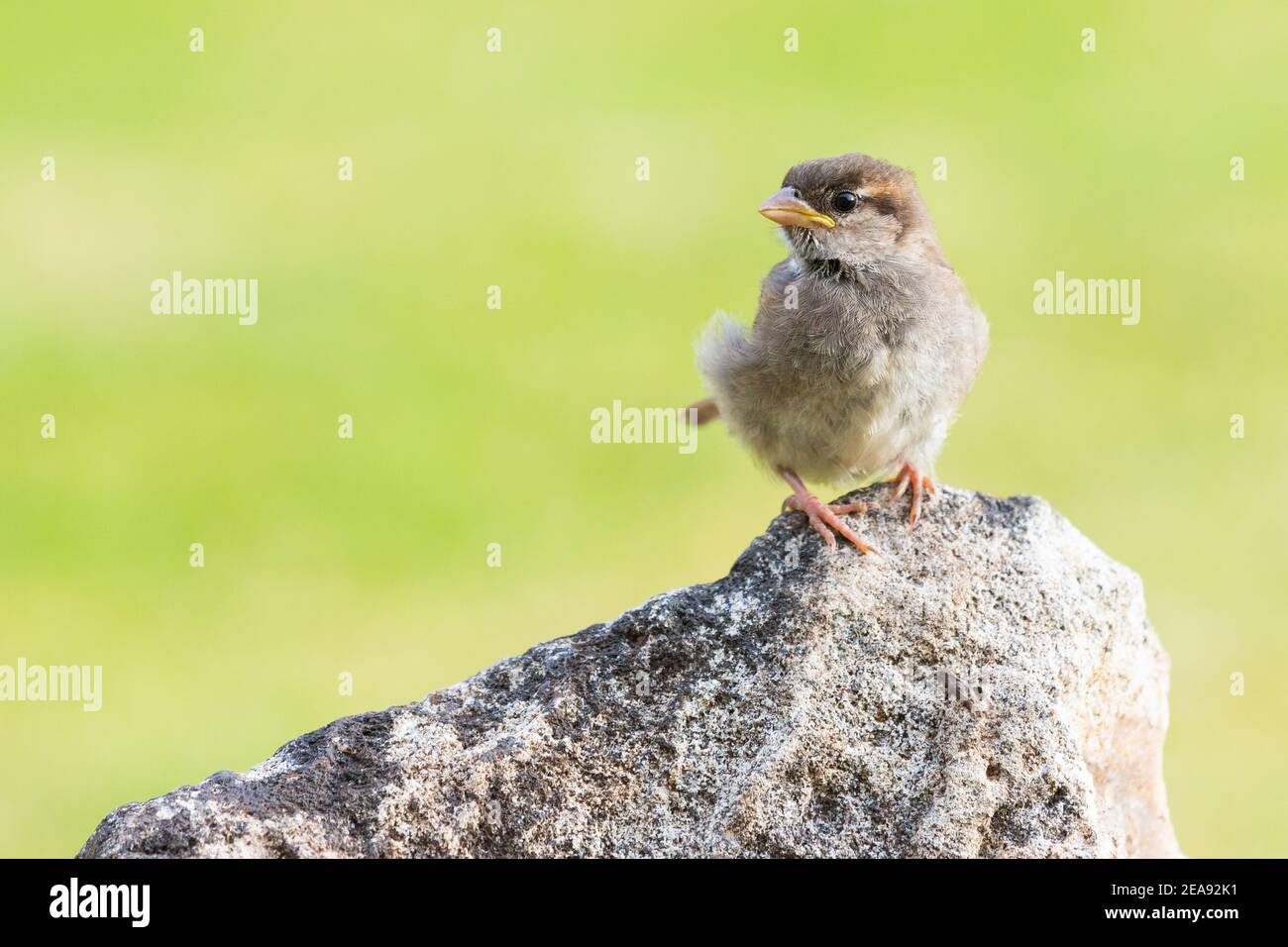 Jugendhaus Sparrow [ Passer domesticus ] auf einem Felsen Mit Hintergrund ohne Fokus Stockfoto