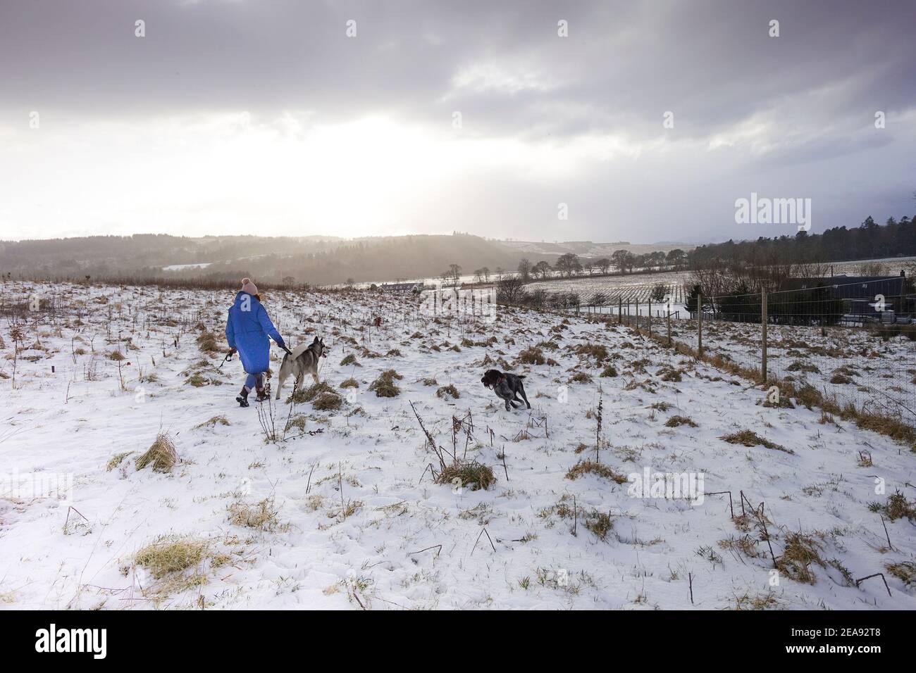 Lennoxtown, Großbritannien. Februar 2021, 8th. Schneeverwehungen setzen sich durch den Tag in East Dunbartonshire fort, viel zum Vergnügen von Akela dem Husky. Quelle: ALAN OLIVER/Alamy Live News Stockfoto