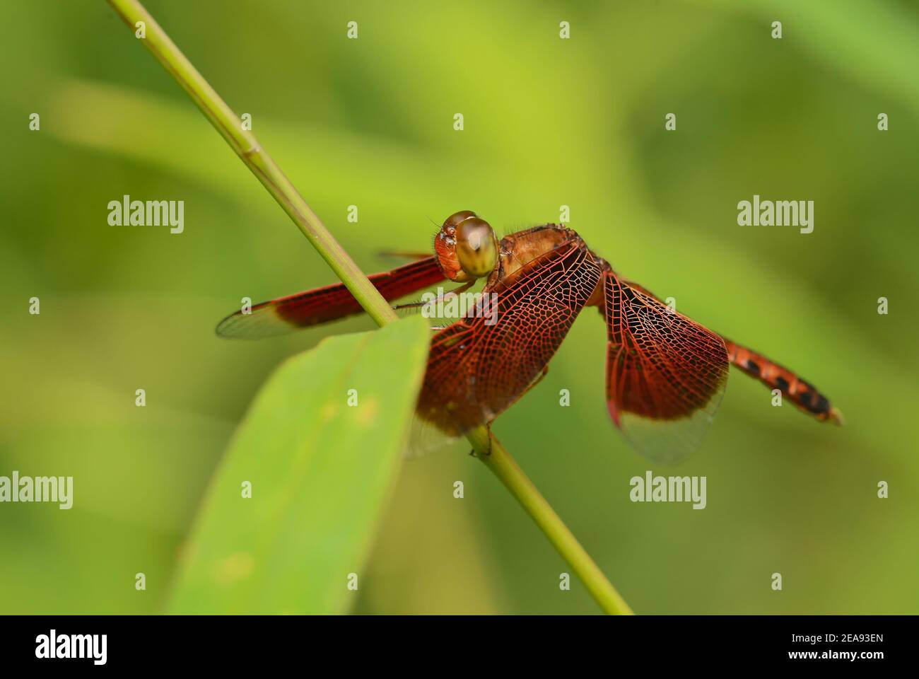 Red Grasshawk - Neurothemis fluctuans, schöne rote Libelle aus asiatischen Süßwasser und Sümpfen, Thailand. Stockfoto