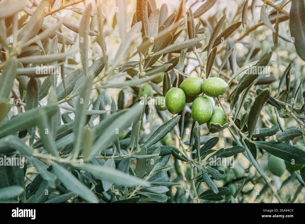 Grüne Oliven wachsen auf dem Ast eines jungen Olivenbaums auf dem Bauernhof. Produktion von Bio-Öl Stockfoto