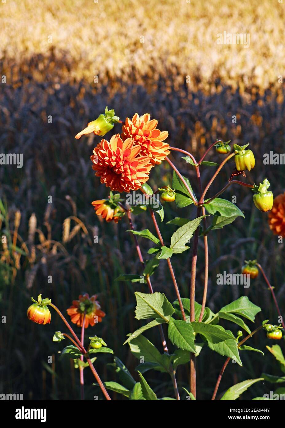 Eine orangefarbene Dahlia-Pflanze blüht am Rande eines reifenden Maisfeldes in der Nähe von Burscough in Lancashire, entkam einem Garten oder einer Guerilla-Pflanzung? Stockfoto