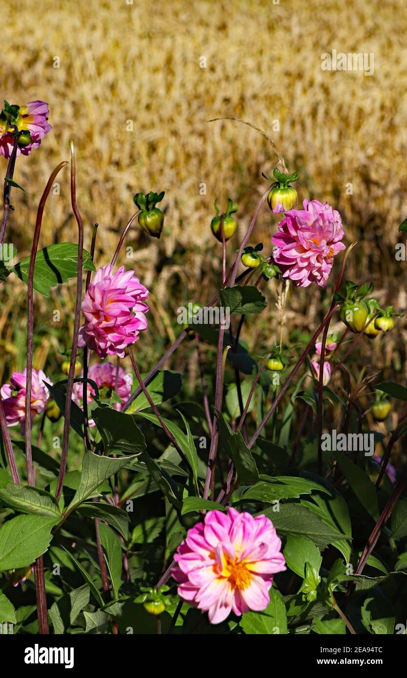 Eine rosafarbene Dahlia-Pflanze blüht am Rande eines reifenden Maisfeldes in der Nähe von Burscough in West Lancashire, entkam aus einem Garten oder Guerilla-Pflanzung? Stockfoto