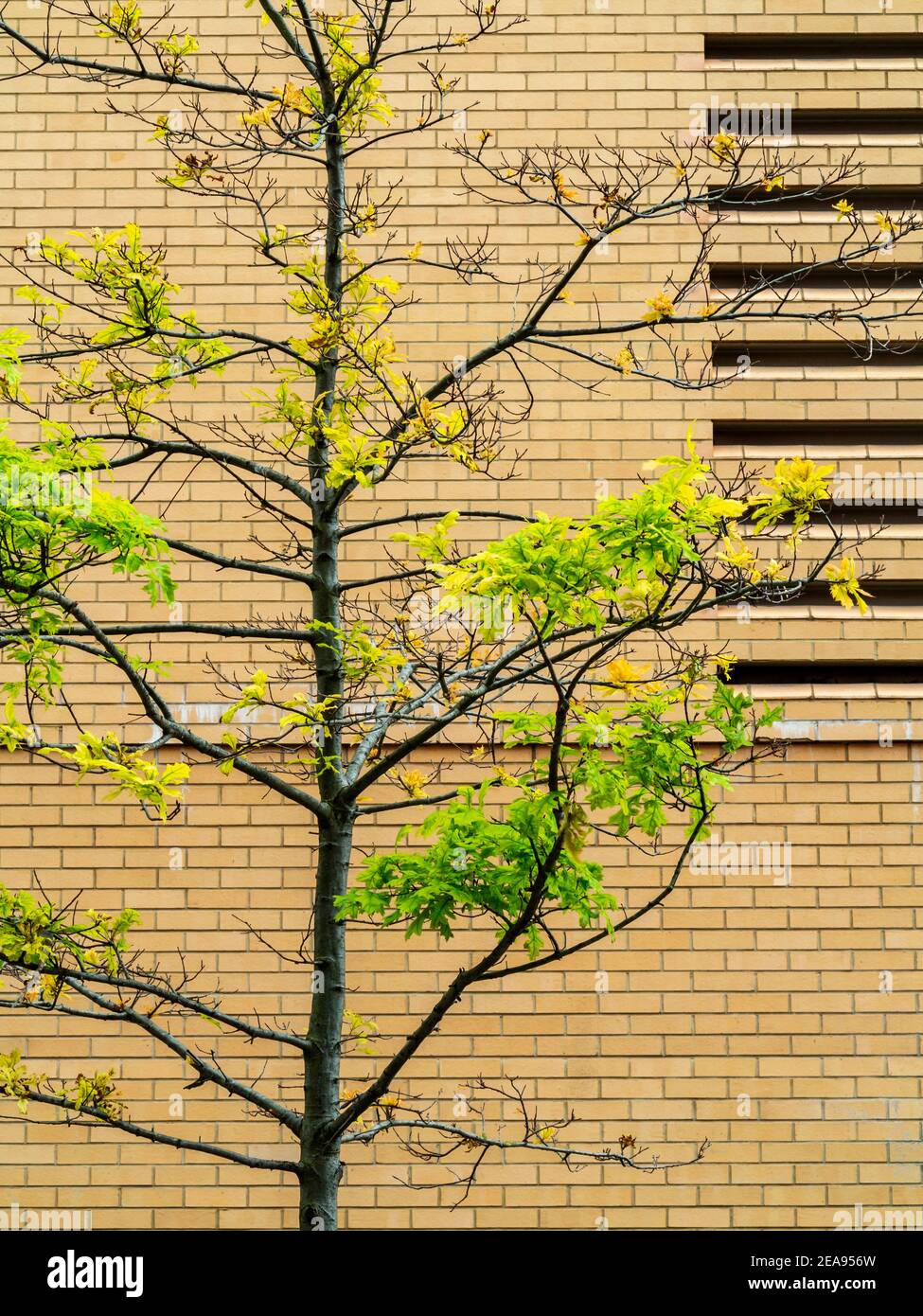 Städtischer Baum, der neben einem modernen Backsteingebäude im Stadtzentrum wächst. Stockfoto