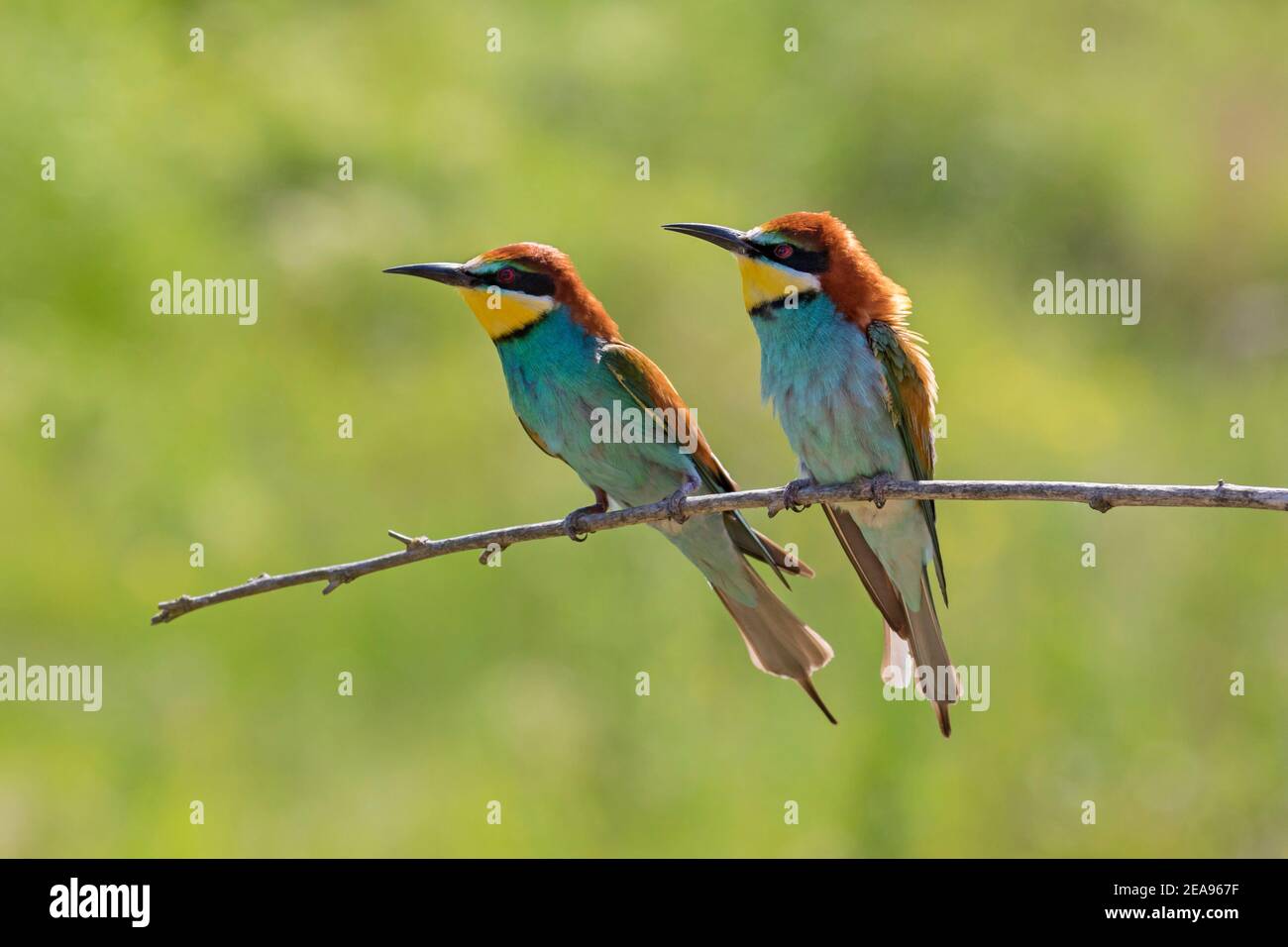 Europäisches Bienenfresser (Merops apiaster) Paar, das im Baum thront Stockfoto