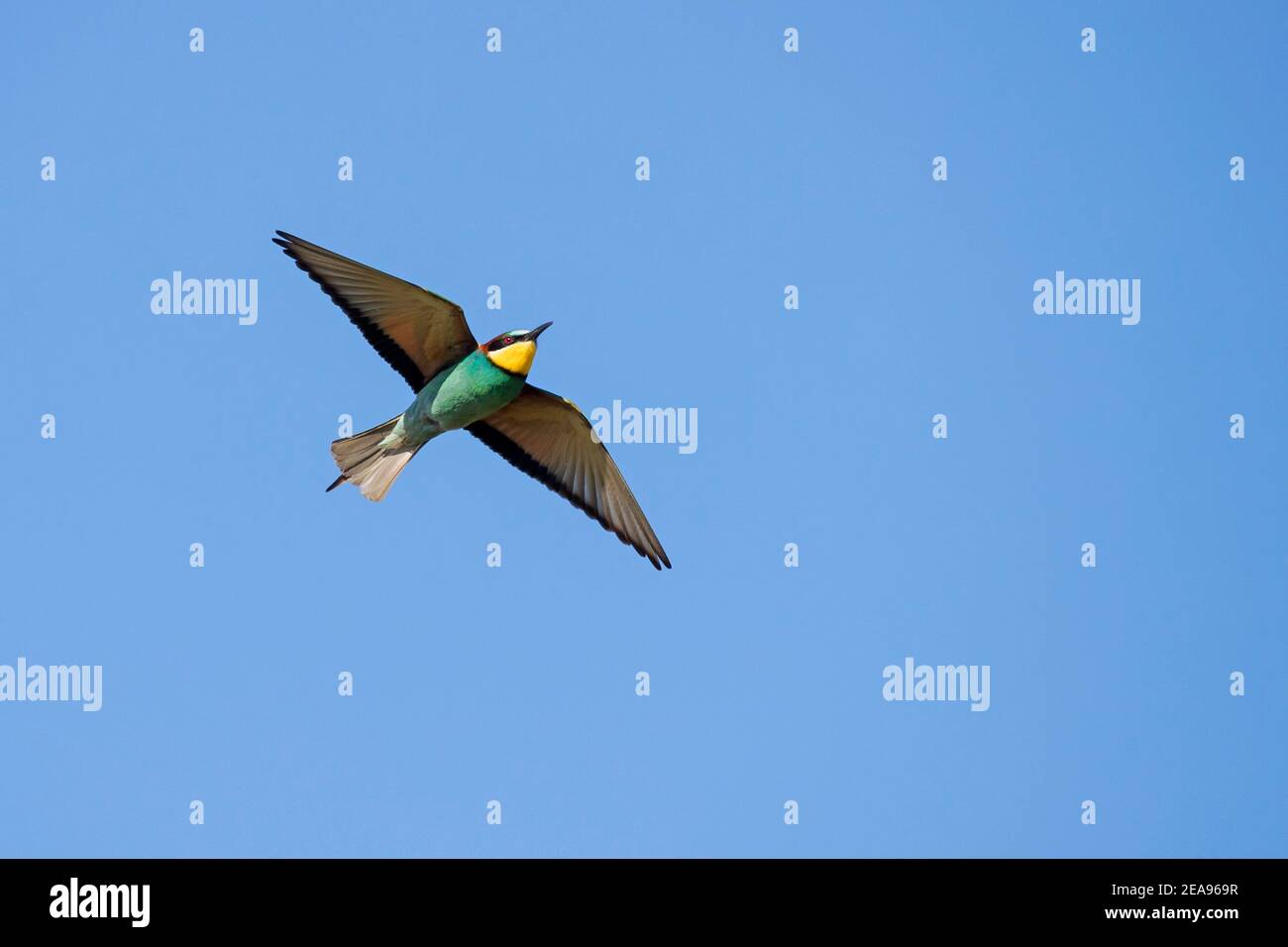 Europäischer Bienenfresser (Merops apiaster) im Flug gegen blauen Himmel Stockfoto