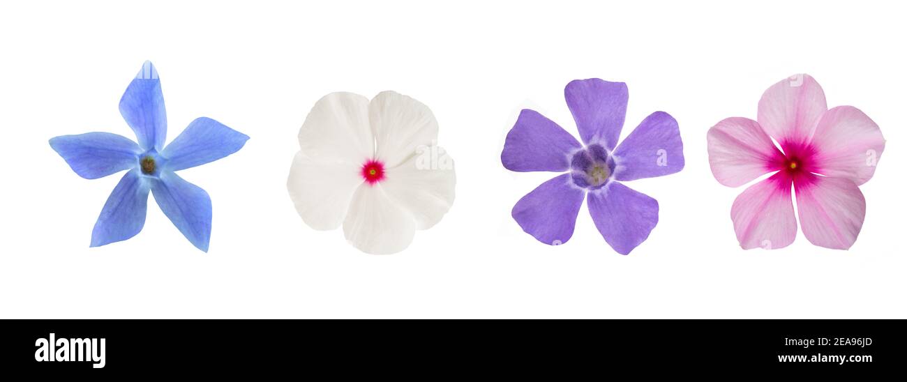 Periwinkle Blumen mischen isoliert auf weißem Hintergrund Stockfoto