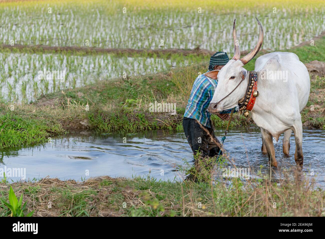 Reisbauer mit weißen Ochsen, die die Felder bebauen, Indien Stockfoto