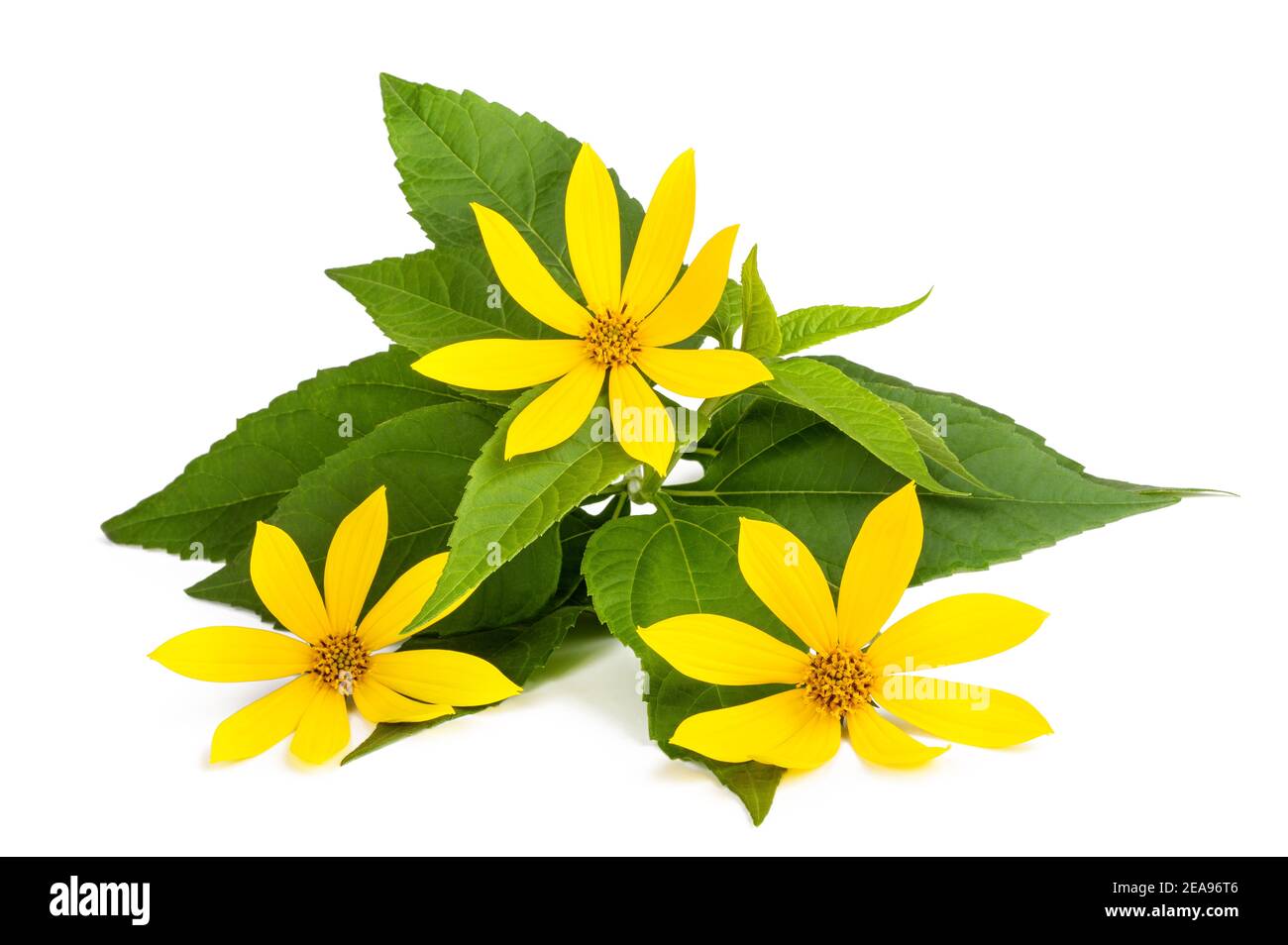 Jerusalemer Artischockenpflanze (Topinambur) isoliert auf Weiß Stockfoto