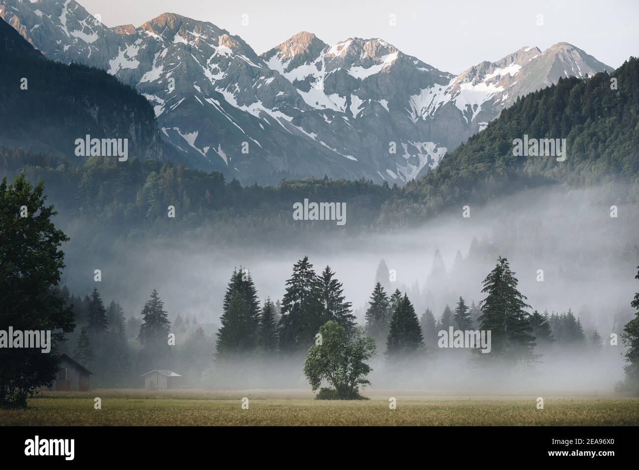 Sonnenaufgang über einer Wiese bei Oberstdorf. Im Hintergrund erstrecken sich die Allgäuer Hochalpen hinter nebligen Bäumen und Wäldern/Waldpartien Stockfoto
