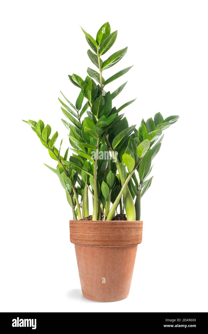 Zanzibar gem (Zamioculcas zamiifolia) Pflanze in Vase isoliert auf weißem Hintergrund Stockfoto