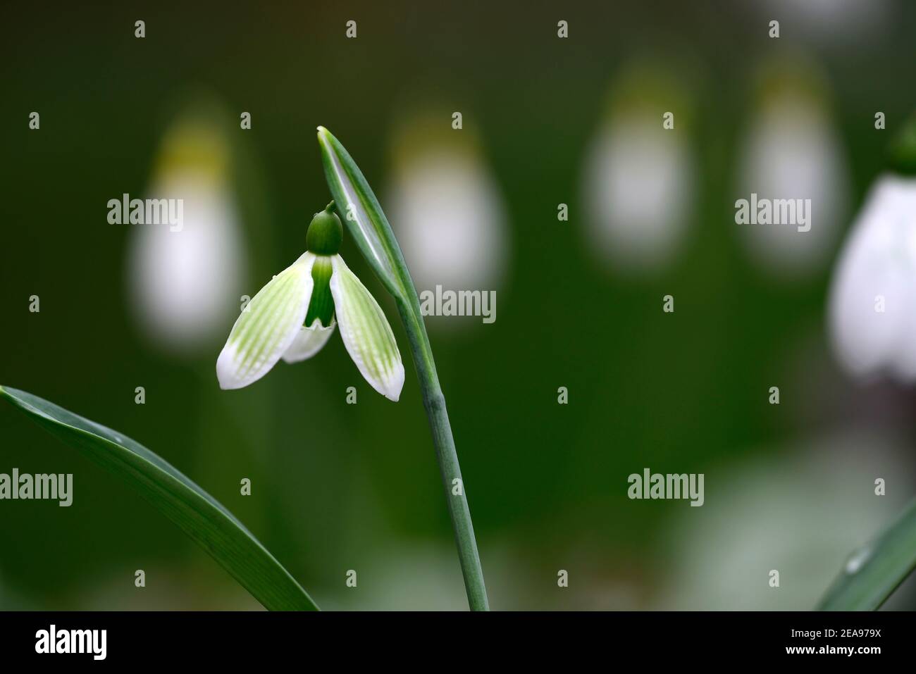 Galanthus plicatus Castle Grüner Drache, virescent Schneeglöckchen, virescents, Schneeglöckchen, Schneeglöckchen, Frühling, Blume, Blumen, blühend, weiß, grüne Markierung, Markierungen, Stockfoto