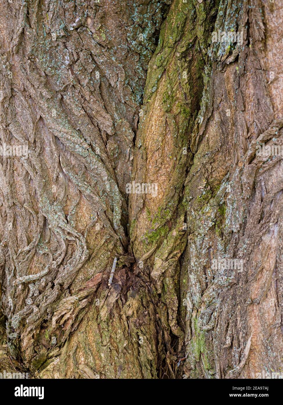 Knarrenbaumrinde Stockfoto