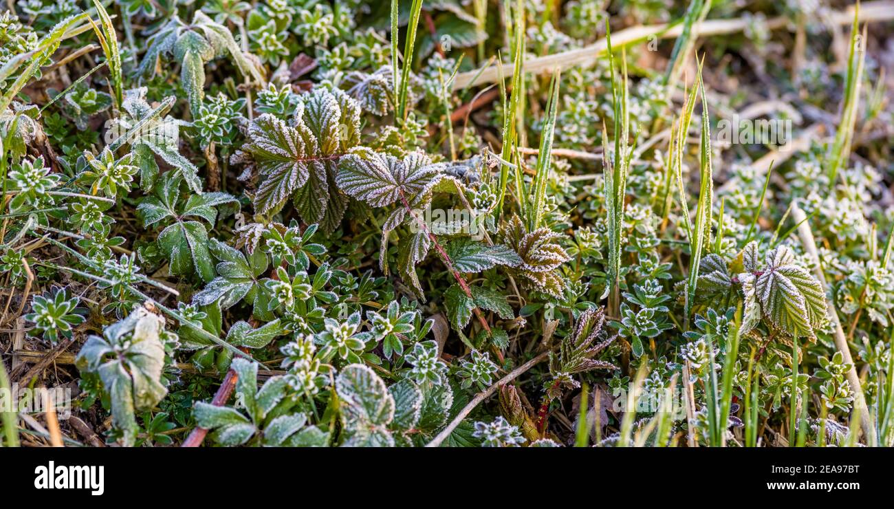 Nahaufnahme von Bodenfrost auf Blättern Stockfoto