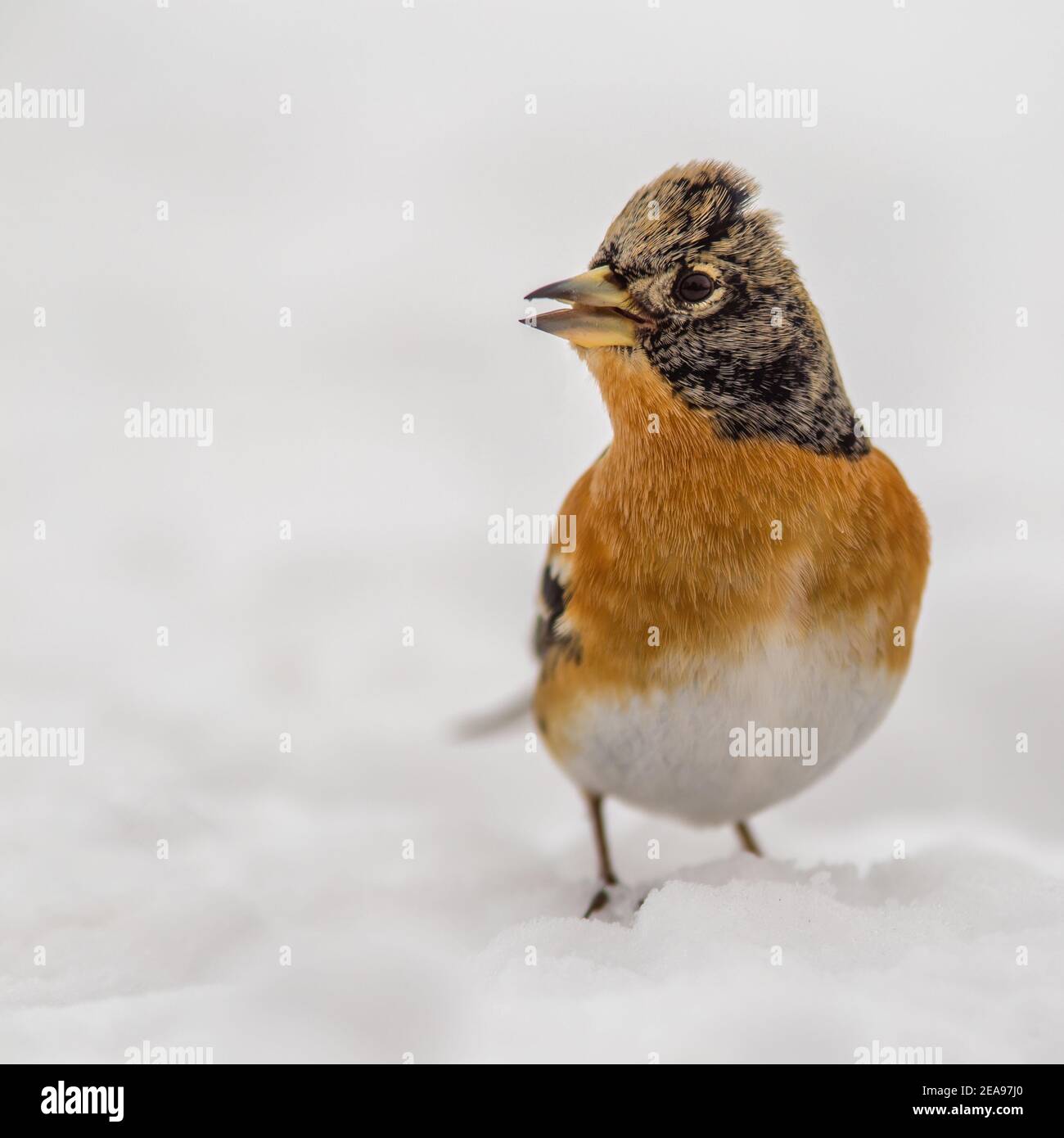 Brambling (Fringilla montifringilla) im Schnee stehend Stockfoto