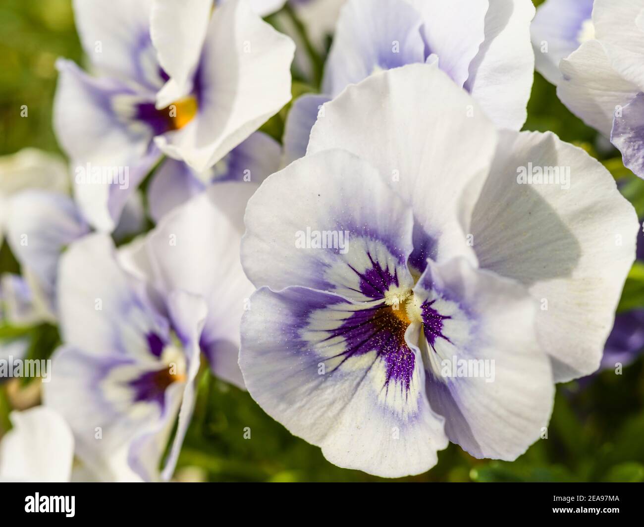 Weiß-violette marguerite Stockfoto