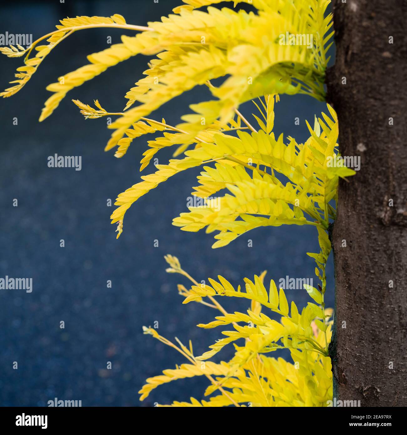 Frisches Blatt schießt auf einen Baum in der Hintergrundbeleuchtung Stockfoto