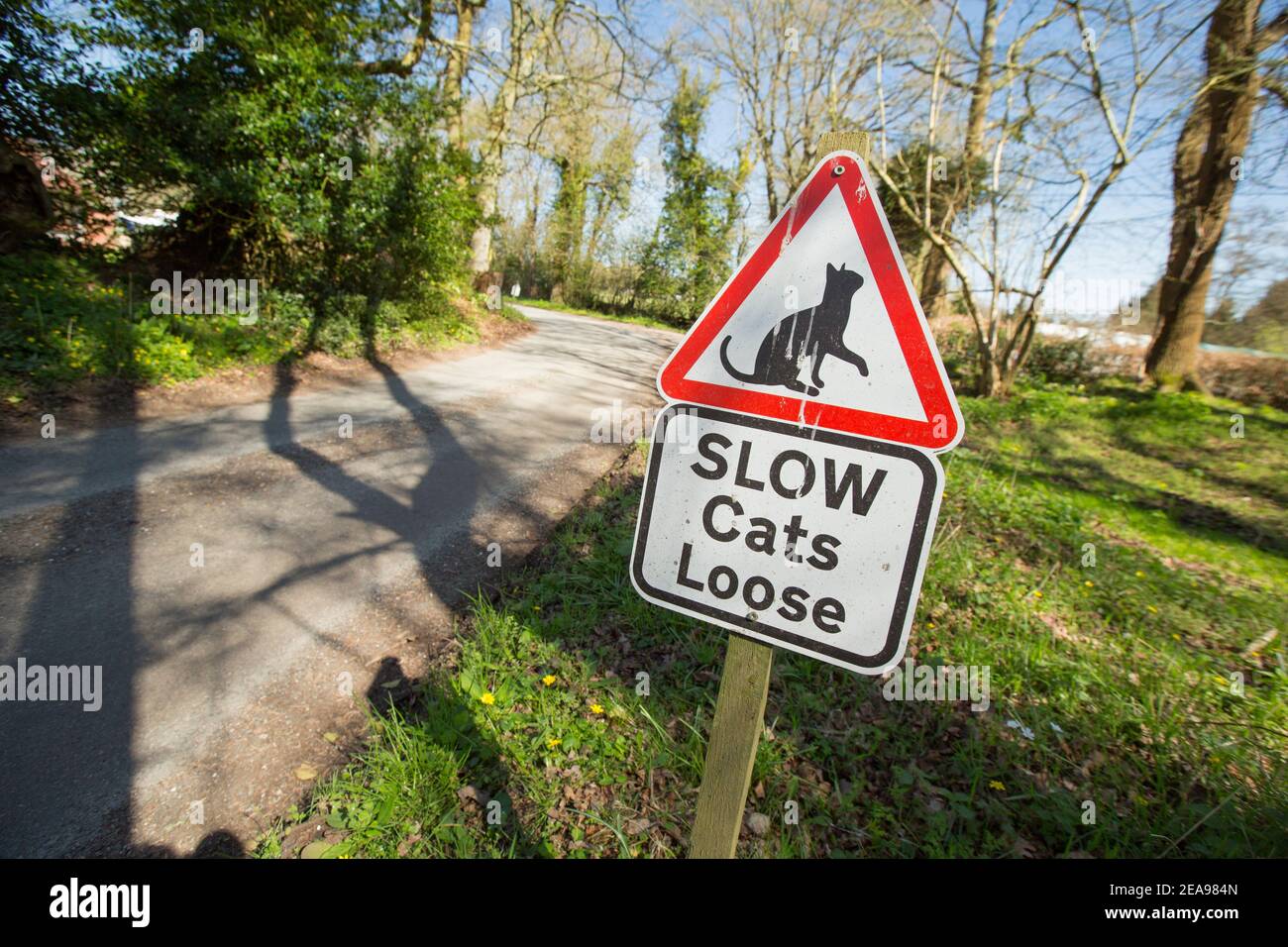Ein Schild warnt Fahrer zu verlangsamen, wie Katzen auf der Straße sein können. Dorset England GB Stockfoto