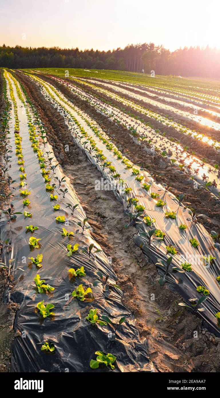 Bio Bauernhof Feld mit Patches mit Kunststoff mulch bei Sonnenuntergang abgedeckt. Stockfoto