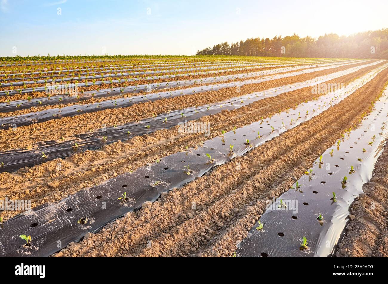 Bio Bauernhof Feld mit Patches mit Kunststoff mulch bei Sonnenuntergang abgedeckt. Stockfoto