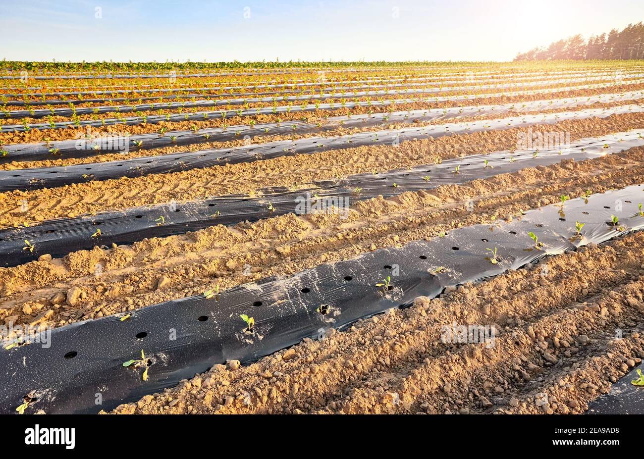 Bio Bauernhof Feld mit Patches mit Kunststoff mulch bei Sonnenuntergang abgedeckt. Stockfoto