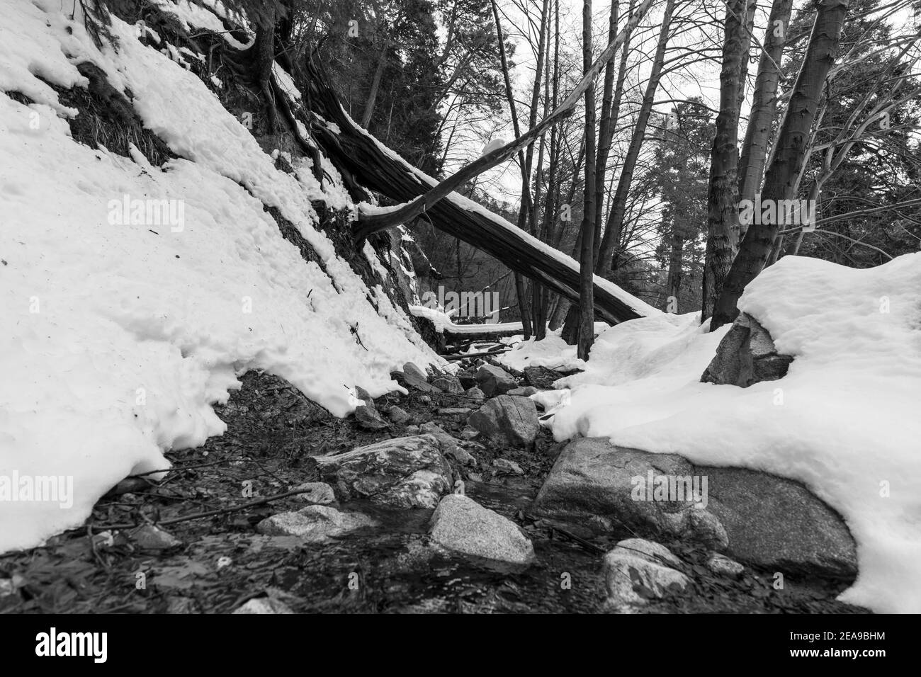 Schwarz-Weiß-Winteransicht des Ice House Canyon Creek in der Nähe von Mt. Baldy in den San Gabriel Mountains in Südkalifornien. Stockfoto