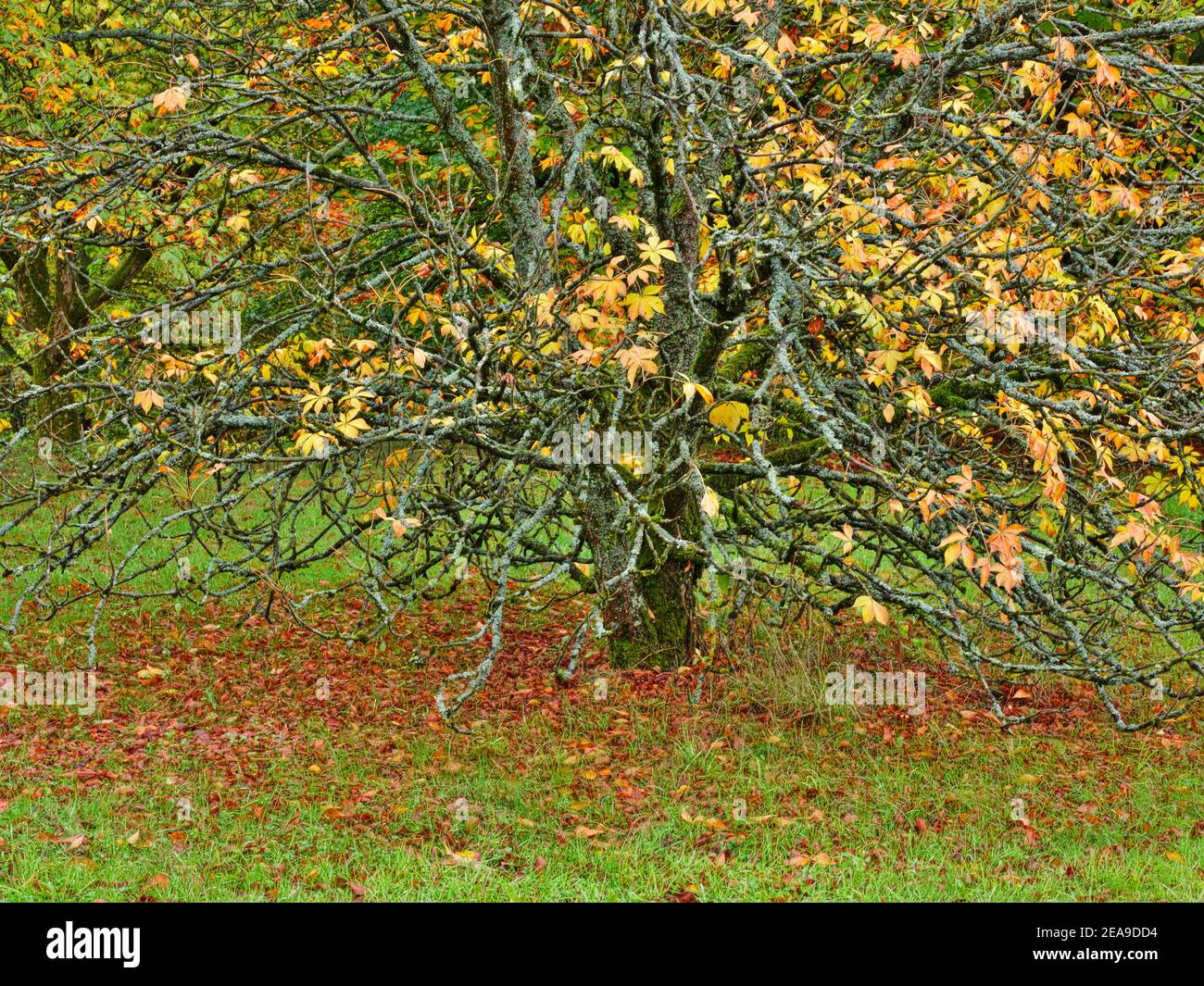 Europa, Deutschland, Hessen, Marburg, Botanischer Garten der Philipps