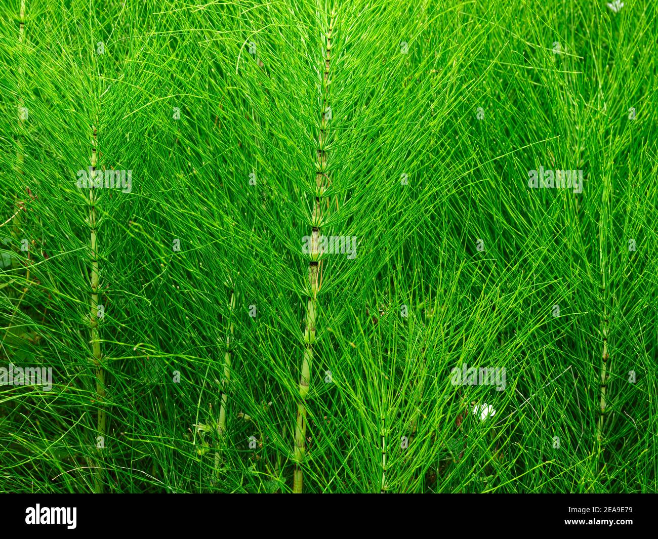 Europa, Deutschland, Hessen, Marburg, Botanischer Garten der Philipps