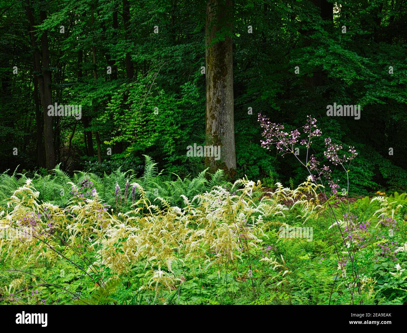In der farnschlucht Fotos und Bildmaterial in hoher Auflösung Alamy