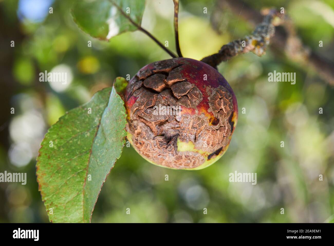 Mit dem Apfelschorf Venturia inaequalis infizierte Früchte. Probleme mit dem Obstgarten Stockfoto