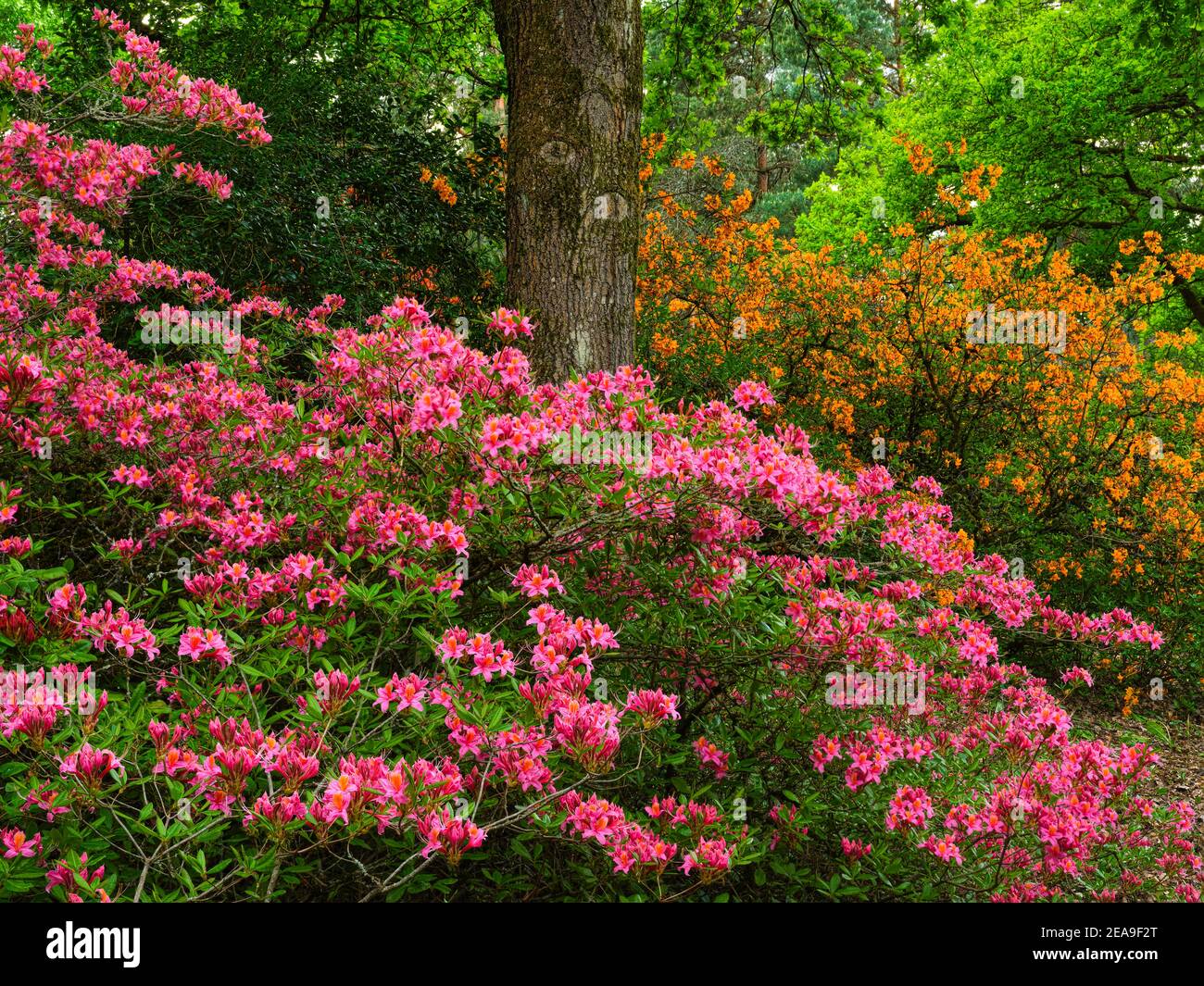 Europa, Deutschland, Hessen, Marburg, Botanischer Garten der Philipps