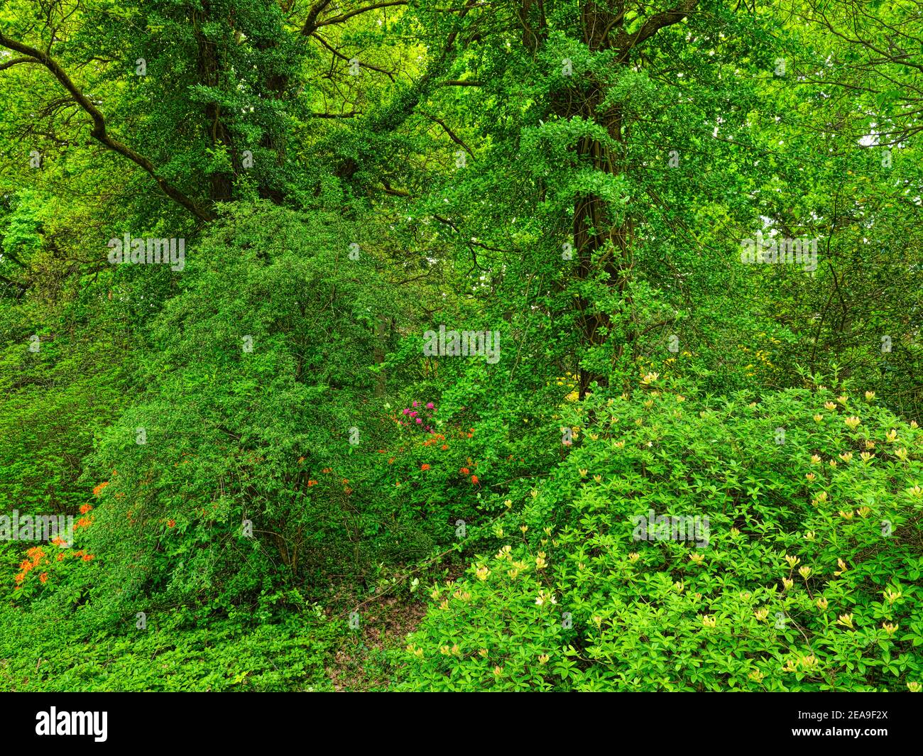 Europa, Deutschland, Hessen, Marburg, Botanischer Garten der Philipps