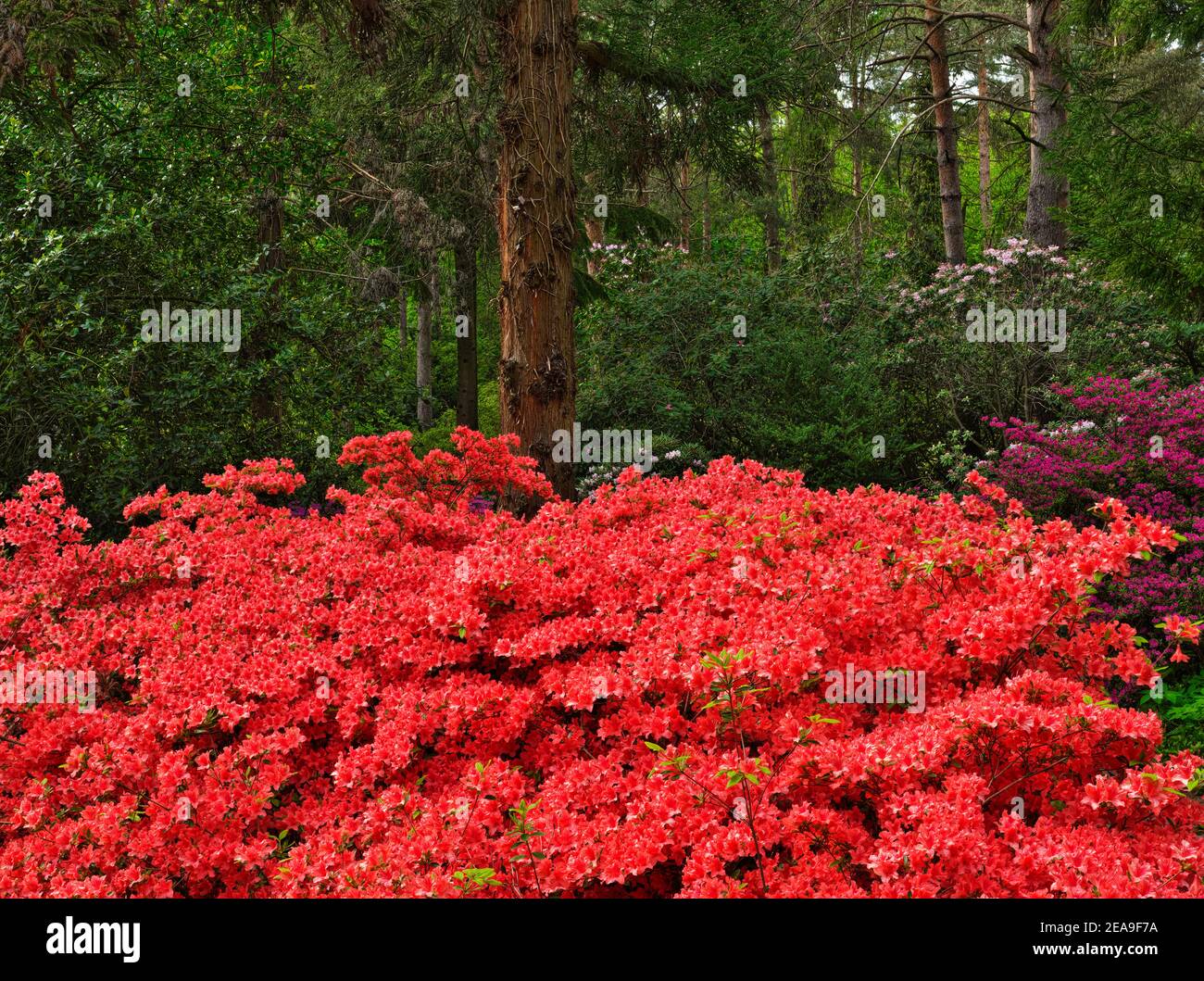 Europa, Deutschland, Hessen, Marburg, Botanischer Garten der Philipps