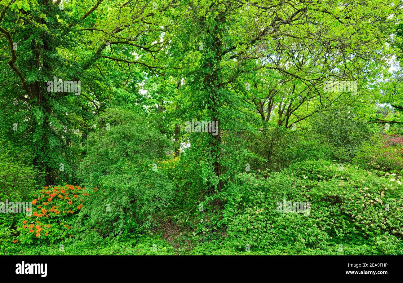 Europa, Deutschland, Hessen, Marburg, Botanischer Garten der Philipps