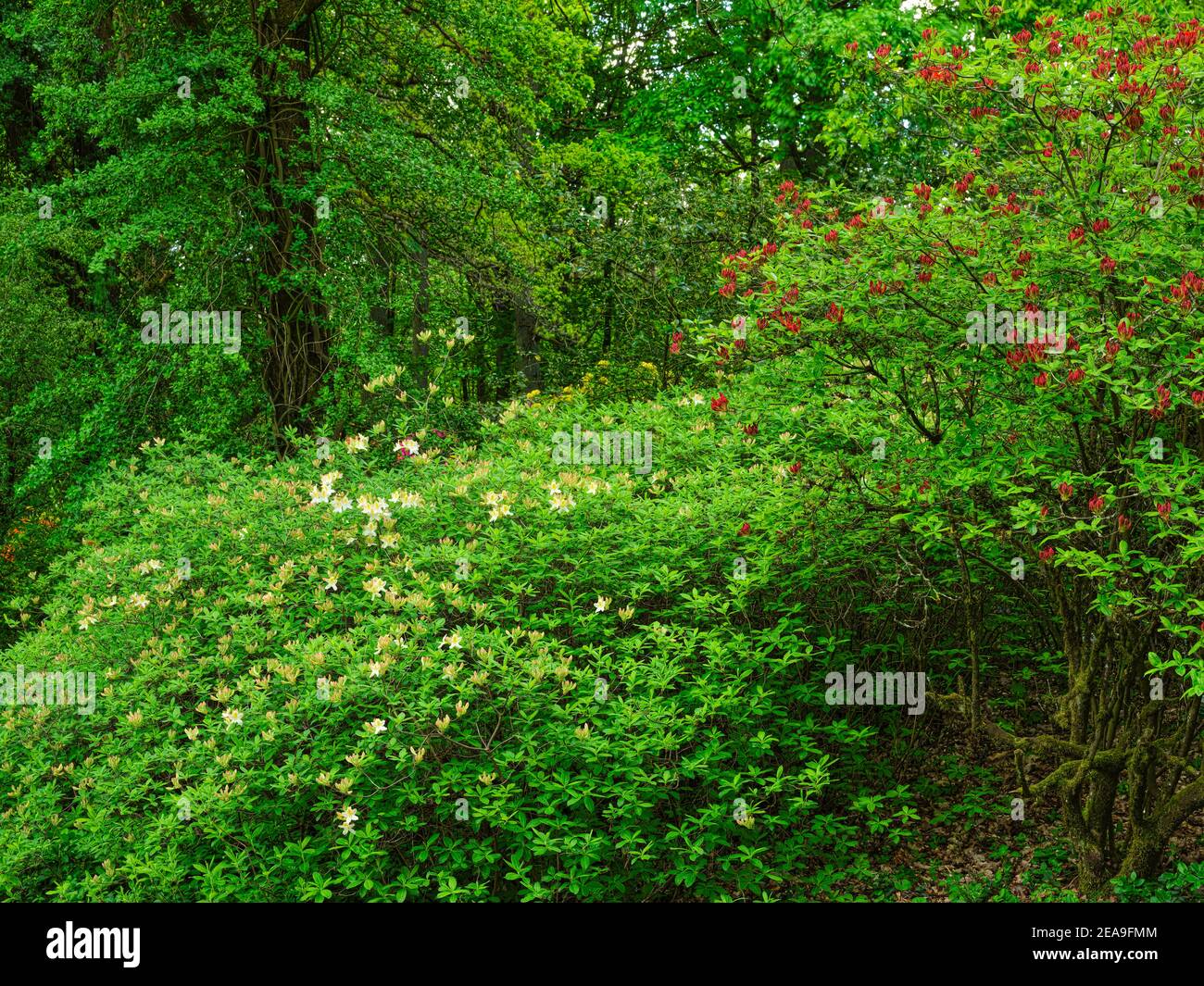 Europa, Deutschland, Hessen, Marburg, Botanischer Garten der Philipps