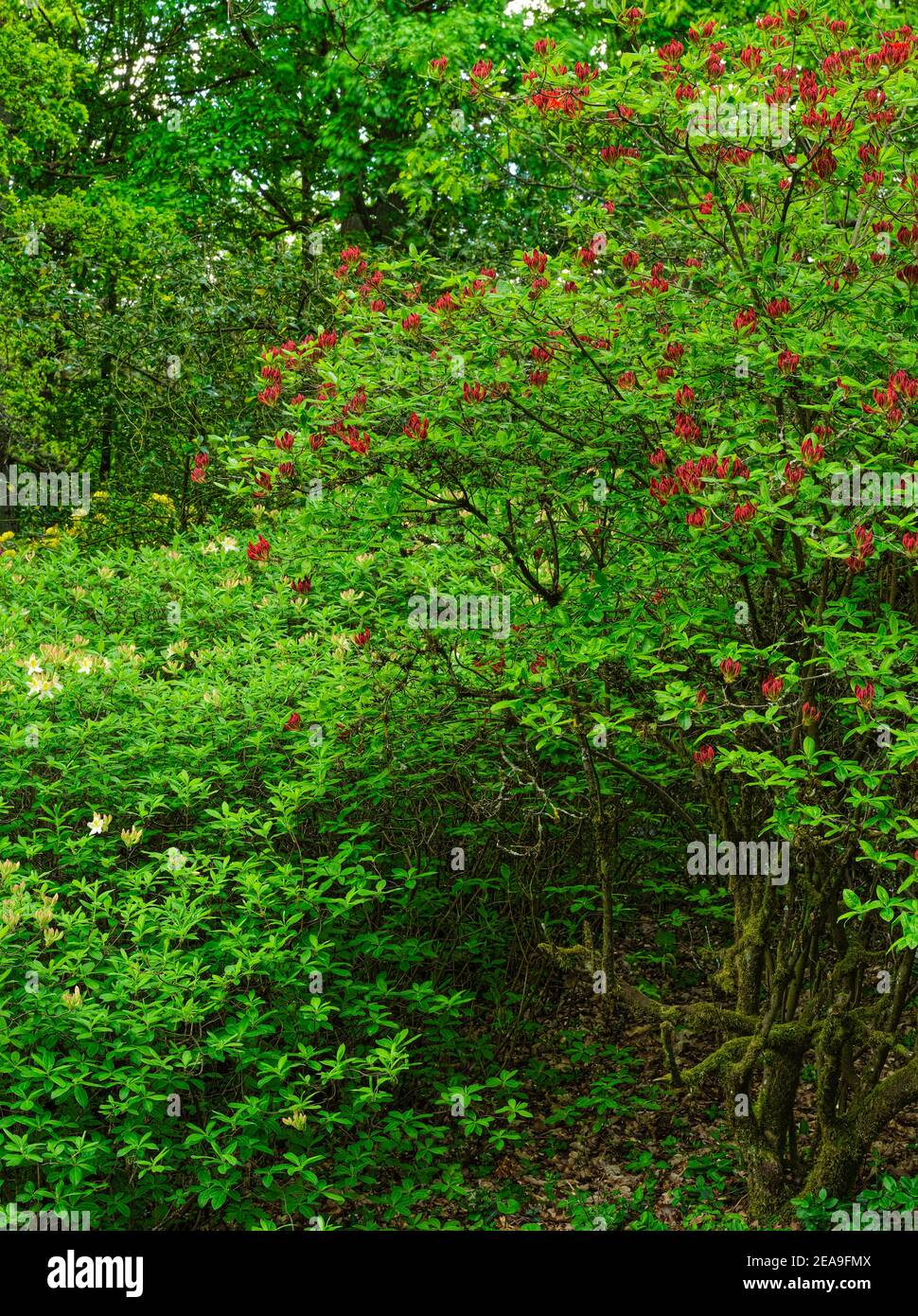 Europa, Deutschland, Hessen, Marburg, Botanischer Garten der Philipps
