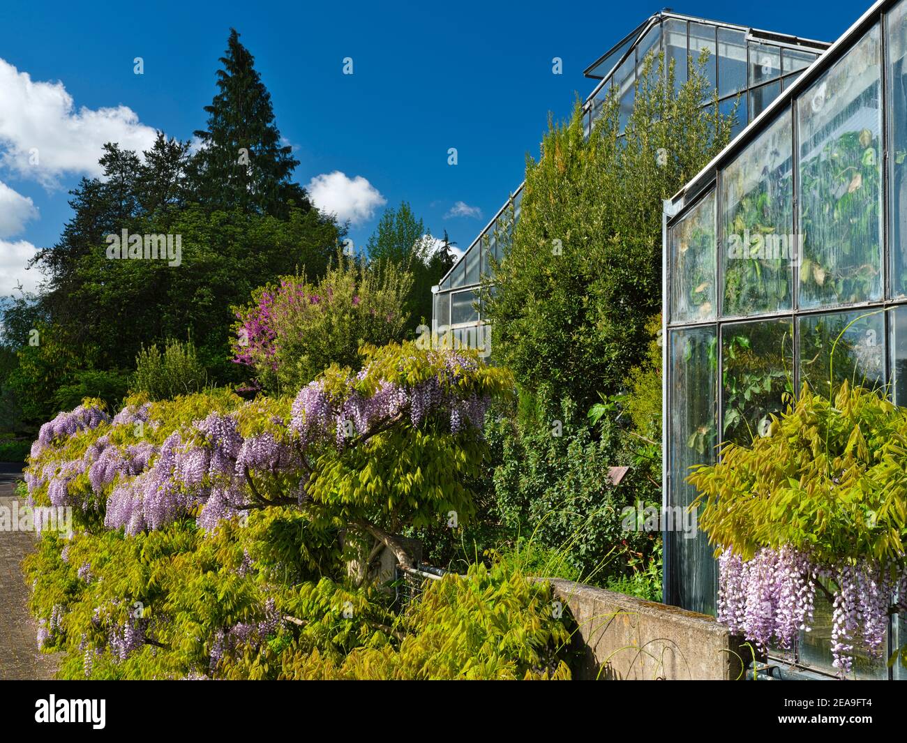 Europa, Deutschland, Hessen, Marburg, Botanischer Garten der Philipps