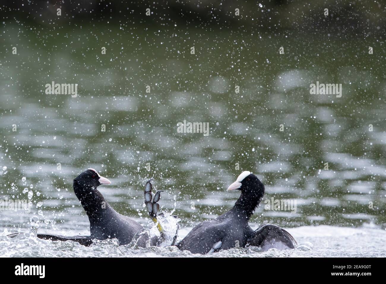 Eurasischer Ruß, Fulica atra, zwei Erwachsene kämpfen auf dem Wasser, Norfolk, England, Vereinigtes Königreich Stockfoto